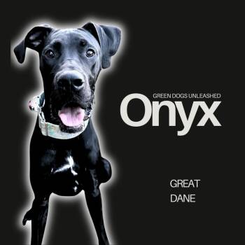 Great Dane Dogs Available for Adoption in Troy, Virginia - Onyx | PetCurious