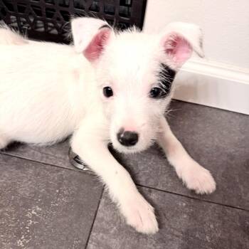 Billy -  Terrier and Pit Bull Terrier Dog for Adoption in Northville, Michigan - Billy | PetCurious