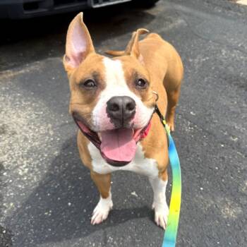Elowen -  Mixed Breed Dog for Adoption in Pittsburgh, Pennsylvania - Elowen | PetCurious