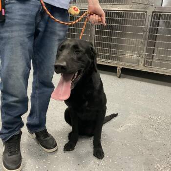 Black Labrador Retriever and Mixed Breed Dogs Available for Adoption - Corny | PetCurious