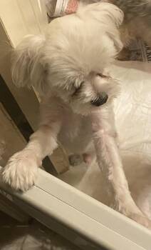 Eddie -  Yorkshire Terrier Dog for Adoption in Moreno Valley, California - Eddie | PetCurious