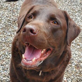 Chocolate Labrador Retriever Dogs Available for Adoption in Fairport, New York - Wyatt | PetCurious