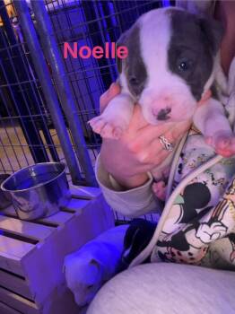 Rescue Pit Bull Terrier Dogs for Adoption in Belleville, Michigan - Noelle | PetCurious
