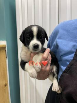 Elvis -  Australian Shepherd and Mixed Breed Dog for Adoption in Chattanooga, Tennessee - Elvis | PetCurious