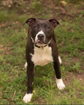 HENRY -  Terrier Dog for Adoption in Southaven, Mississippi - HENRY | PetCurious