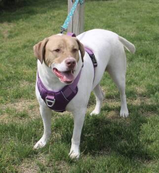 Rescue Pointer and Setter Dogs for Adoption in Stuarts Draft, Virginia - Finnigan | PetCurious