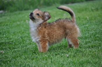 Darwin -  Pomeranian and Chihuahua Dog for Adoption in Union Gap, Washington - Darwin | PetCurious