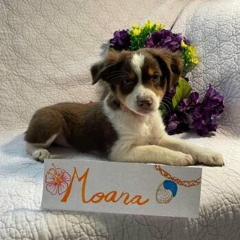 Australian Shepherd Dogs Available for Adoption in Boerne, Texas - Moana | PetCurious