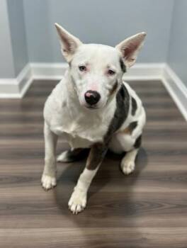 Australian Shepherd and Australian Cattle Dog Blue Heeler Dogs Available for Adoption - Frost | PetCurious