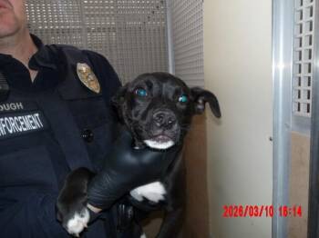 Mixed Breed Dogs Available for Adoption - Brassy | PetCurious