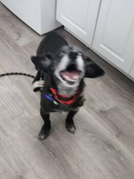 Charlie -  Mixed Breed Dog for Adoption in Columbia, Maryland - Charlie | PetCurious