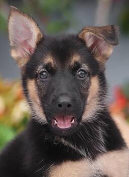 Marlin von Nala -  German Shepherd Dog Dog for Adoption in Los Angeles, California - Marlin Von Nala | PetCurious