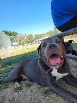 Rescue American Staffordshire Terrier and Labrador Retriever Dogs for Adoption in Cambridge, Ohio - JAZMINE 309-25 | PetCurious