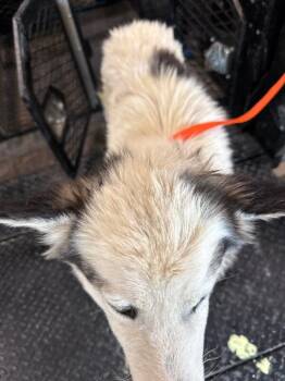 Husky Dogs Available for Adoption - Gretal | PetCurious