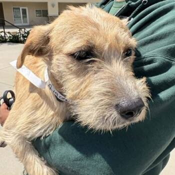 Terrier Dogs Available for Adoption in Chino Hills, California - Ruffles - Costa Mesa Location | PetCurious