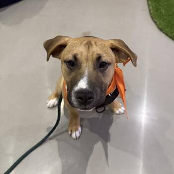 Pit Bull Terrier Dogs Available for Adoption in Seattle, Washington - Mick Jagger (Rockstar Litter) - AVAILABLE | PetCurious