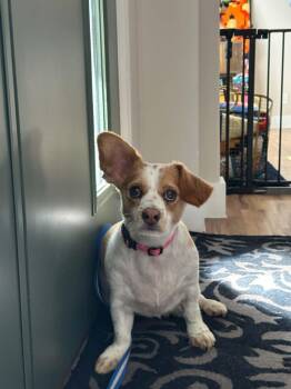 Prince Piggles -  Chihuahua Dog for Adoption in Holly Springs, North Carolina - Prince Piggles | PetCurious