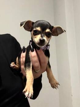 Chihuahua and Mixed Breed Dogs Available for Adoption - Malibu | PetCurious
