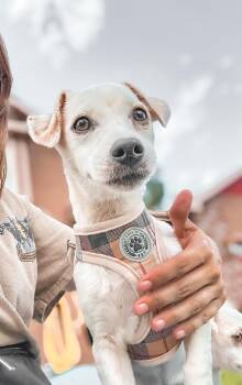 Odessa -  Chihuahua and Terrier Dog for Adoption in Harlingen, Texas - Odessa | PetCurious