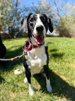 Artemis -  Border Collie Dog for Adoption in Fruit Heights, Utah - Artemis | PetCurious