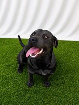 Hoover -  Mixed Breed Dog for Adoption in Covington, Louisiana - Hoover | PetCurious