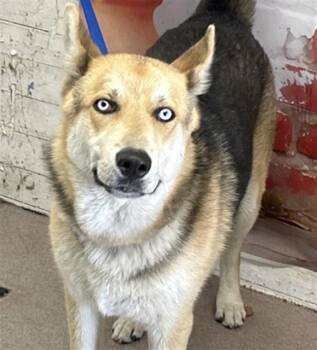 German Shepherd Dog and Siberian Husky Dogs Available for Adoption in San Bernardino, California - OCEAN | PetCurious