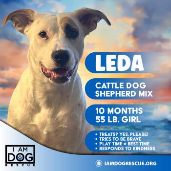 Leda -  Australian Cattle Dog Blue Heeler and German Shepherd Dog Dog for Adoption in Cross Roads, Texas - Leda | PetCurious