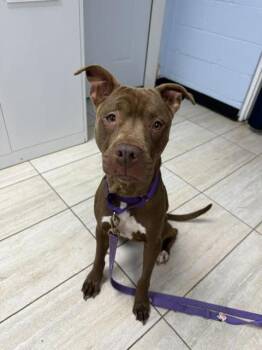 Mixed Breed Dogs Available for Adoption in Reisterstown, Maryland - Rosalee | PetCurious