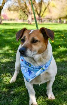 Terrier and Dachshund Dogs Available for Adoption in Yakima, Washington - Ella May | PetCurious