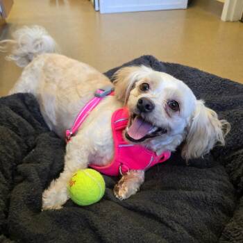 Rosie -  Mixed Breed Dog for Adoption - Rosie | PetCurious