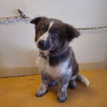 Juniper -  Collie and Australian Shepherd Dog for Adoption in Holbrook, Arizona - Juniper | PetCurious