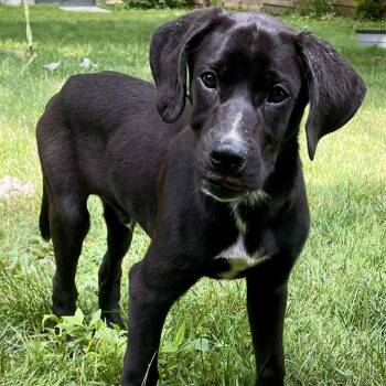 Skittles -  Great Dane and Mixed Breed Dog for Adoption in Avon, Ohio - Skittles | PetCurious
