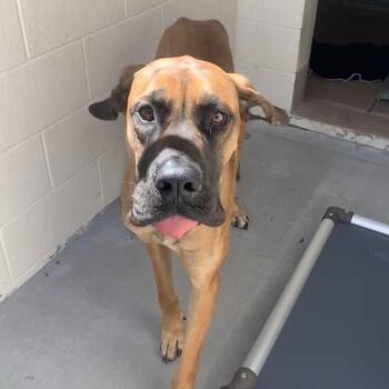 Artemis -  Great Dane Dog for Adoption in Reno, Nevada - Artemis | PetCurious