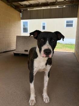Hinkle -  Pit Bull Terrier and Mixed Breed Dog for Adoption in West Memphis, Arkansas - Hinkle | PetCurious