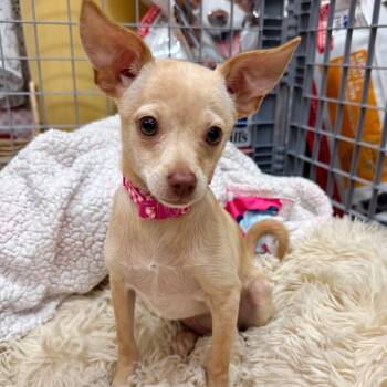 Pea -  Chihuahua Dog for Adoption in Agoura Hills, California - Pea | PetCurious