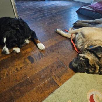 Luna -  Mastiff Dog for Adoption in Edmond, Oklahoma - Luna | PetCurious