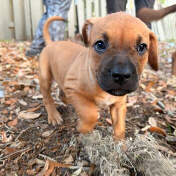 Hound Dogs Available for Adoption in Melrose, Florida - Jade | PetCurious