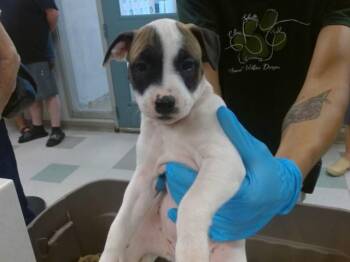 Black Mouth Cur and Mixed Breed Dogs Available for Adoption in Oklahoma City, Oklahoma - A473361 | PetCurious