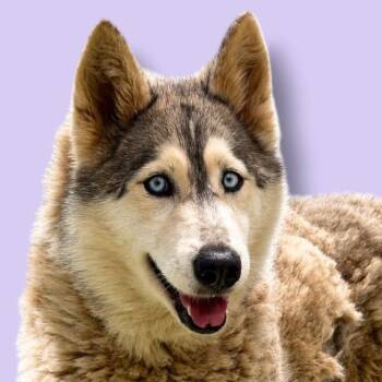 Zoey -  Husky Dog for Adoption in Scottsdale, Arizona - Zoey | PetCurious