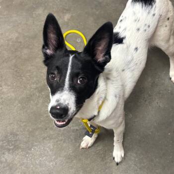Cardi -  Border Collie and Cattle Dog Dog for Adoption in Manhattan, Kansas - Cardi | PetCurious