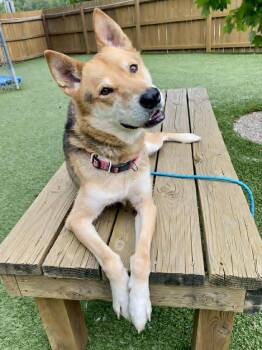 Rescue Shepherd and Shiba Inu Dogs for Adoption in Independence, Missouri - Ambrose | PetCurious