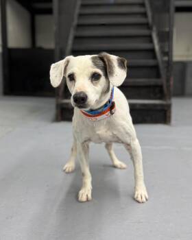 Rescue Beagle Dogs for Adoption in New York, New York - Radical Poet | PetCurious