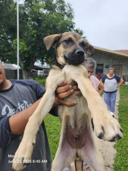 PONCHO -  American Staffordshire Terrier Dog for Adoption in San Antonio, Texas - PONCHO | PetCurious