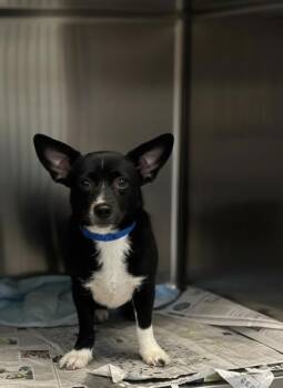 Rescue Terrier and Mixed Breed Dogs for Adoption in North Charleston, South Carolina - 89367a Legend | PetCurious