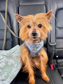 Nash -  Chorkie Dog for Adoption in Glocester, Rhode Island - Nash | PetCurious