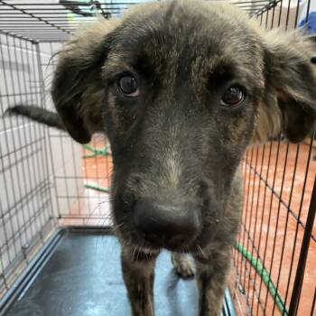 Chloe Elise -  Great Pyrenees Dog for Adoption in Columbus, North Carolina - Chloe Elise | PetCurious