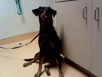 LANEY PENN -  Manchester Terrier and Mixed Breed Dog for Adoption in Martinez, California - LANEY PENN | PetCurious