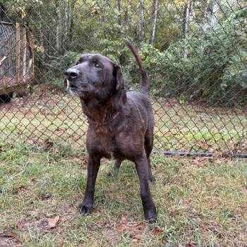 Rescue Labrador Retriever Dogs for Adoption in Cabot, Arkansas - Hank | PetCurious