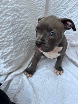 Hilly -  American Staffordshire Terrier Dog for Adoption in Grafton, Massachusetts - Hilly | PetCurious