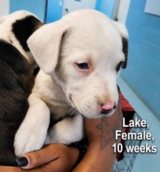 Lake -  Labrador Retriever and Terrier Dog for Adoption in Carmel Hamlet, New York - Lake | PetCurious